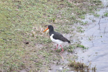 Wildlife Sightings for 8th June 2024